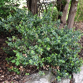 Blue Prince Meserve Holly #2 gallon pot