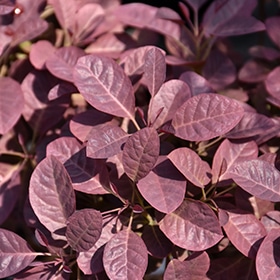 Velveteeny Purple Smokebush #2 gallon pot