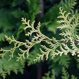 Goldilocks Hinoki Falsecypress #3 gallon pot