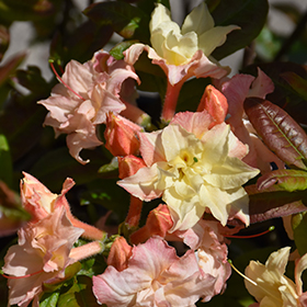 Cannon's Double Azalea #3 gallon pot