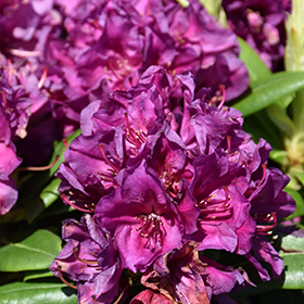 Polarnacht Rhododendron #3 gallon pot