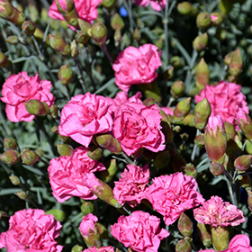 Pretty Poppers Double Bubble Pinks #1 gallon pot