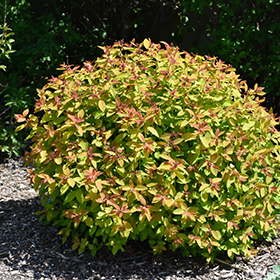 Double Play Candy Corn Spirea #1.5 gallon pot - Proven Winners