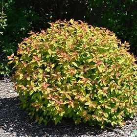 Double Play Candy Corn Spirea #5 gallon pot - Proven Winners