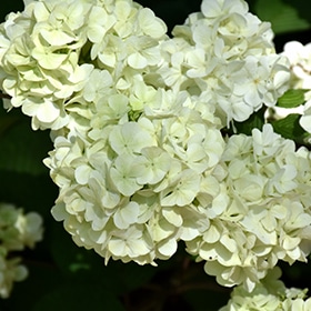First Editions Opening Day Doublefile Viburnum #5 gallon pot