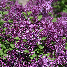 Bloomerang Dark Purple Lilac #1.5 gallon pot - Proven Winners