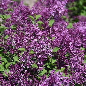 Bloomerang Dark Purple Lilac #2 gallon pot - Proven Winners