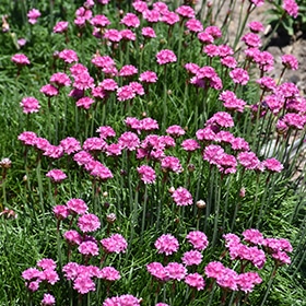 Bloodstone Sea Thrift #1 gallon pot