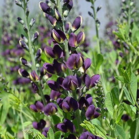 Grape Taffy False Indigo #1 gallon pot