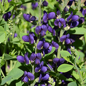 Decadence Sparkling Sapphires False Indigo #2 gallon pot - Proven Winners