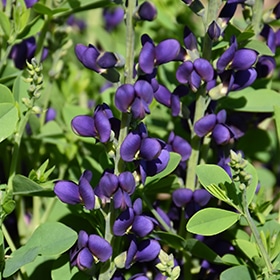 Decadence Sparkling Sapphires False Indigo #2 gallon pot - Proven Winners