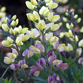 Decadence Deluxe Pink Lemonade False Indigo #2 gallon pot - Proven Winners