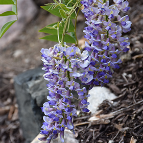 Blue Moon Wisteria #1 gallon pot