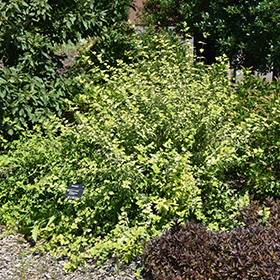 Sunshine Blue II Caryopteris #1.5 gallon pot - Proven Winners