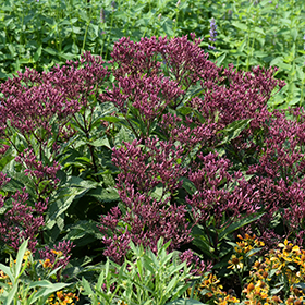 Euphoria Ruby Joe Pye Weed #1 gallon pot