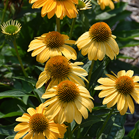 Sombrero Granada Gold Coneflower #1 gallon pot
