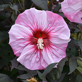 Summerific Cherry Choco Latte Hibiscus #2 gallon pot - Proven Winners