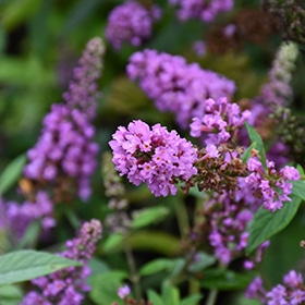 Orchid Annie Butterfly Bush #2 gallon pot