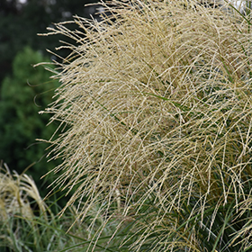 Encore Maiden Grass #5 gallon pot