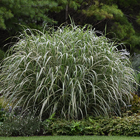 Cosmopolitan Maiden Grass #5 gallon pot