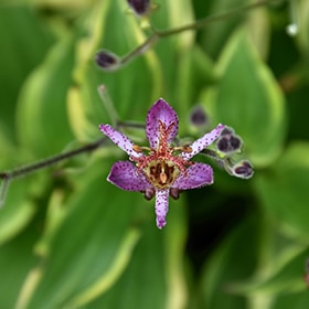 Autumn Glow Toad Lily #1 gallon pot