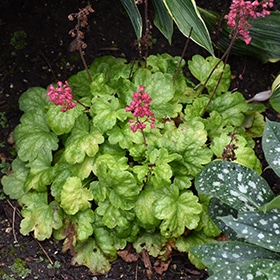 Timeless Glow Coral Bells #1 gallon pot