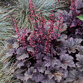 Grape Timeless Coral Bells #1 gallon pot