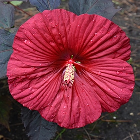 Summerific Holy Grail Hibiscus #3 gallon pot - Proven Winners