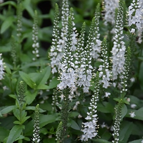 White Wands Speedwell #1.5 gallon pot - Proven Winners