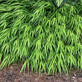 All Gold Hakone Grass #1 gallon pot