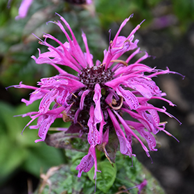 Leading Lady Plum Beebalm #1.5 gallon pot - Proven Winners
