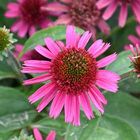 Delicious Candy Coneflower #1 gallon pot