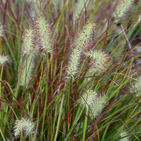 Burgundy Bunny Dwarf Fountain Grass #1 gallon pot
