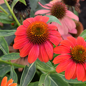Lakota Fire Coneflower #1.5 gallon pot - Proven Winners
