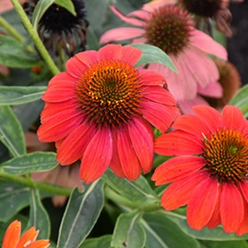 Lakota Fire Coneflower #1 gallon pot - Proven Winners