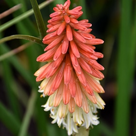 High Roller Torchlily #1.5 gallon pot