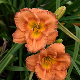 Earlybird Oriole Daylily #1.5 gallon pot