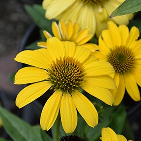 Sombrero Lemon Yellow Coneflower #1.5 gallon pot