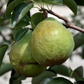 Bartlett Pear #7 gallon pot