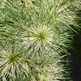 Golden Ghost Japanese Red Pine #3 gallon pot