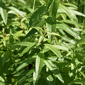 Lemon Verbena 3.25"/pint pot - Chef Jeff