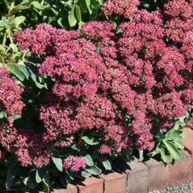 Carl Stonecrop #1 gallon pot