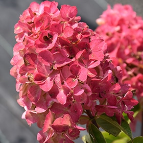 Fire Light Hydrangea #3 gallon pot - Proven Winners