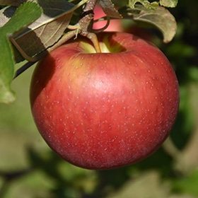 Freedom Apple #7 gallon pot