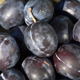 Stanley Plum #7 gallon pot