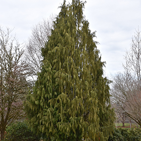 Weeping Nootka Cypress #3 gallon pot
