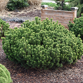 Slowmound Mugo Pine #1 gallon pot