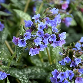 Trevi Fountain Lungwort #1 gallon pot