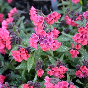 Shrimps On The Barbie Lungwort #1 gallon pot