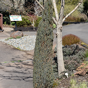 Compressa Juniper #1 gallon pot